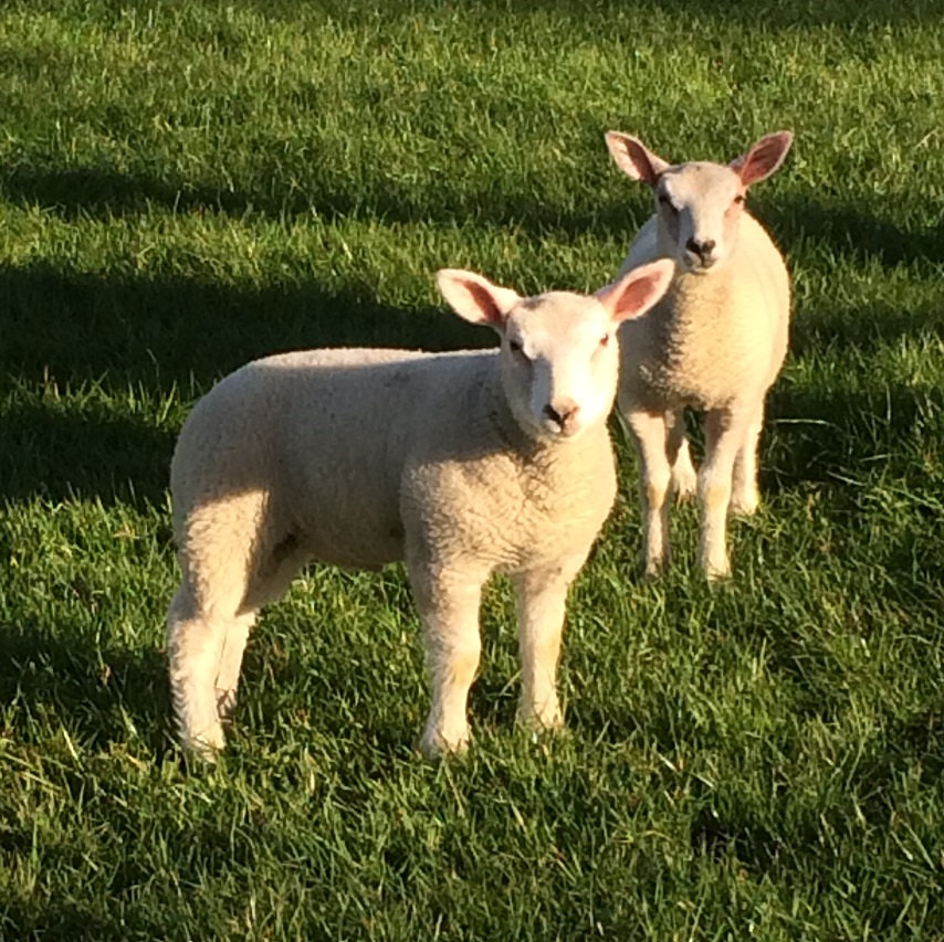 Lammetjes Hoefwoning