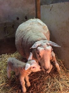 Moeder schaap met haar nieuwe kroost