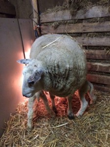 Lammetjes drinken heerlijk bij hun moeder