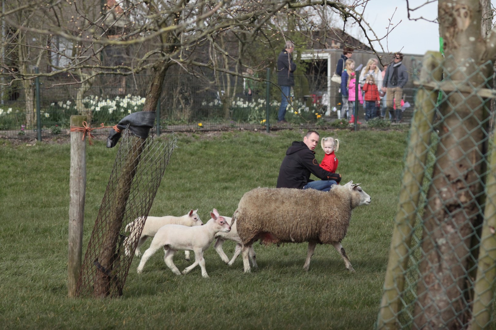 Lammetjes in de boomgaard