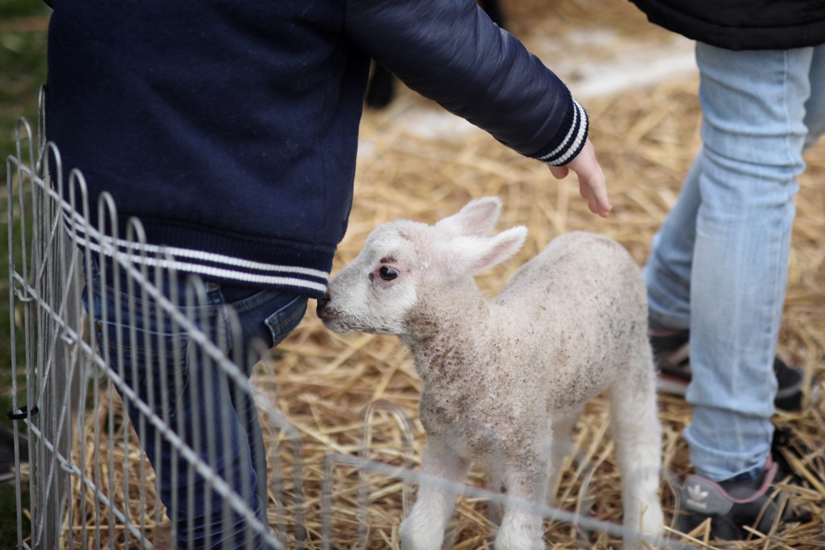 Lammetjesdag boerderij Hoefwoning